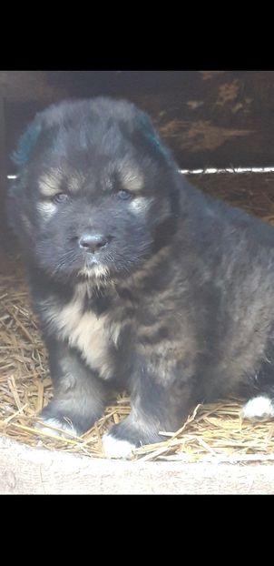 Screenshot_20221025-203624_Gallery - Ciobanesc caucazian Pui