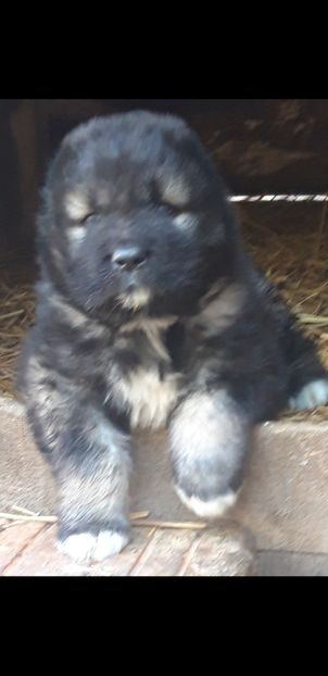 Screenshot_20221025-203611_Gallery - Ciobanesc caucazian Pui