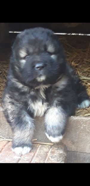 Screenshot_20221025-203556_Gallery - Ciobanesc caucazian Pui