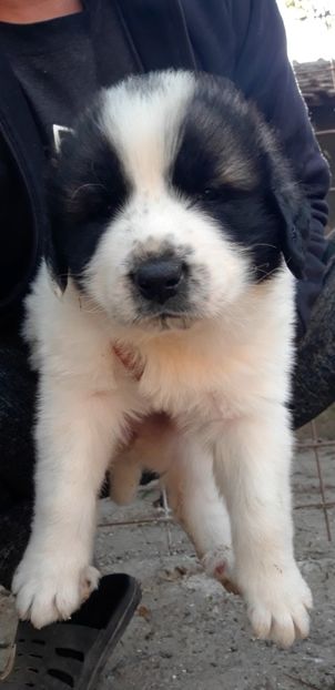 Screenshot_20221009-112640_Video Player - Ciobanesc Romanesc De Bucovina