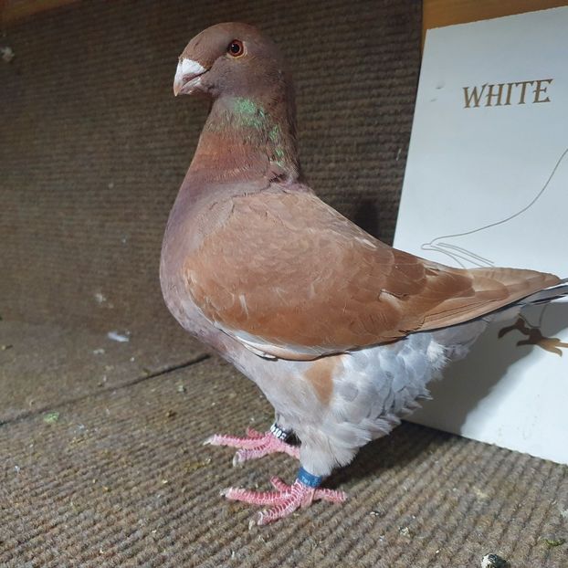 0-1 2022 Ro 10301 - Pui 2022