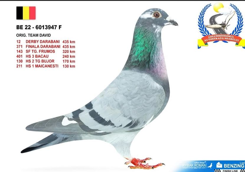 BE 22-6013947-Col. Autostrada - Porumbei columbodroame