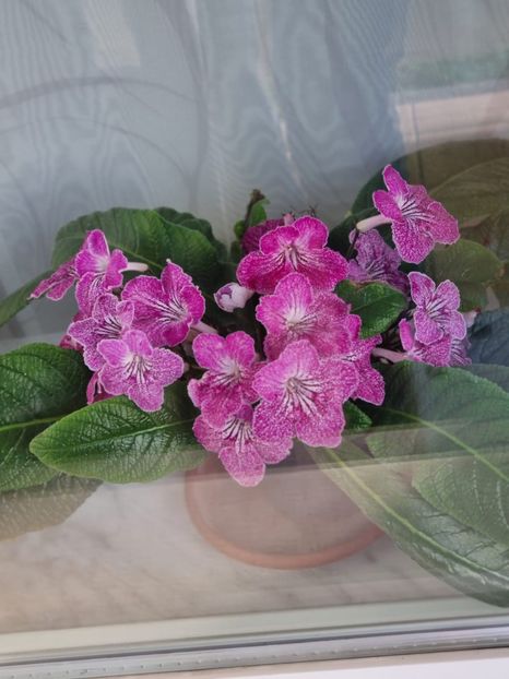 Img-2022.10.25 - Streptocarpus din comerț