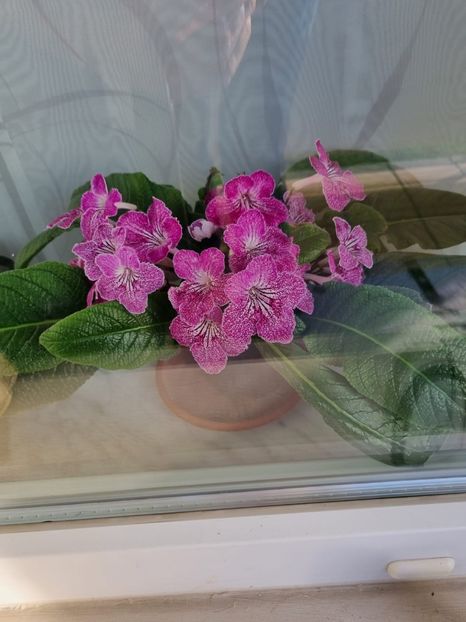 Img-2022.10.25 - Streptocarpus din comerț