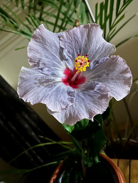 Cato - Hibiscus