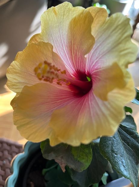 5D2CDDE7-5609-4C1F-974B-F4FFF310E84C - Hibiscus