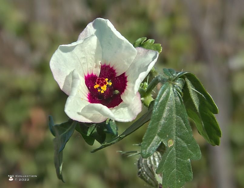 w-White Flower - FLORI - FLOWERS