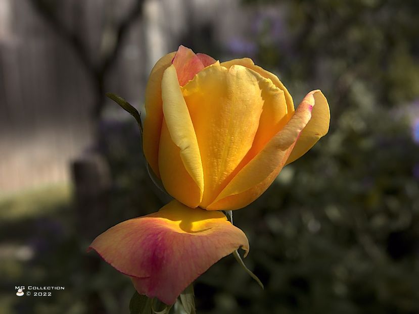 w-Trandafir galben - Yellow Rose - FLORI - FLOWERS