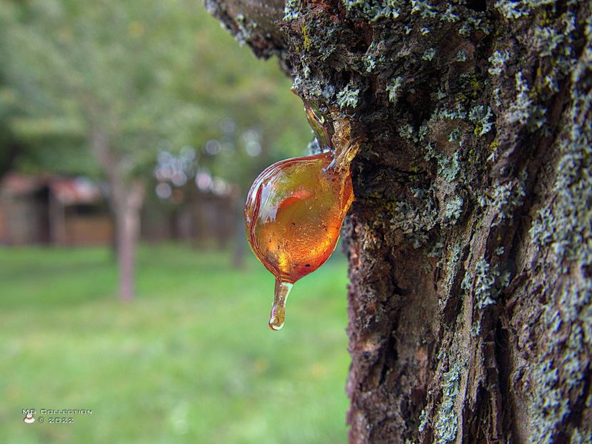 w-Clei de pom - Tree Glue - DIVERSE - MISC