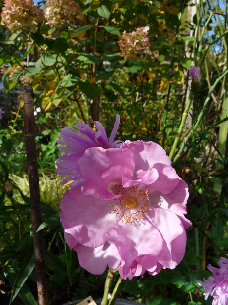  - 2022 - 03 - Toamna