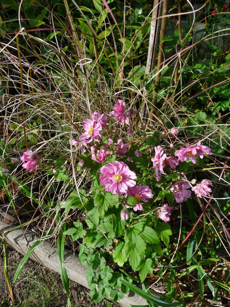  - 2022 - 03 - Toamna