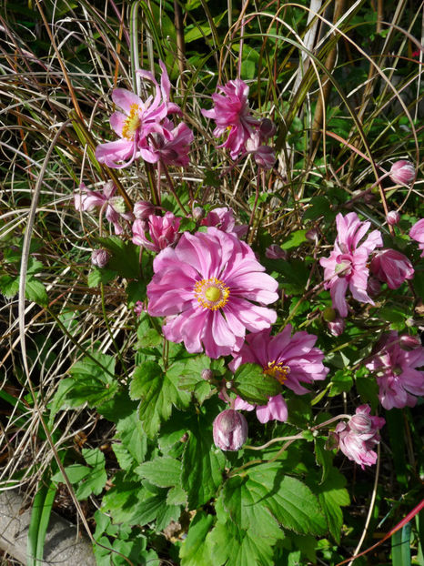  - 2022 - 03 - Toamna