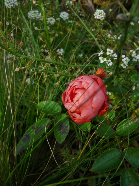  - 2022 - 03 - Toamna