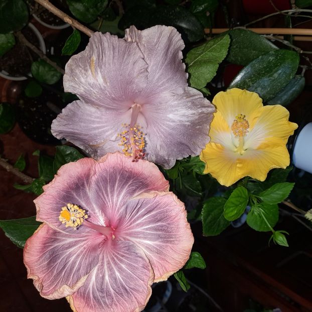 26.10.2022 - HIBISCUSI 2022-6