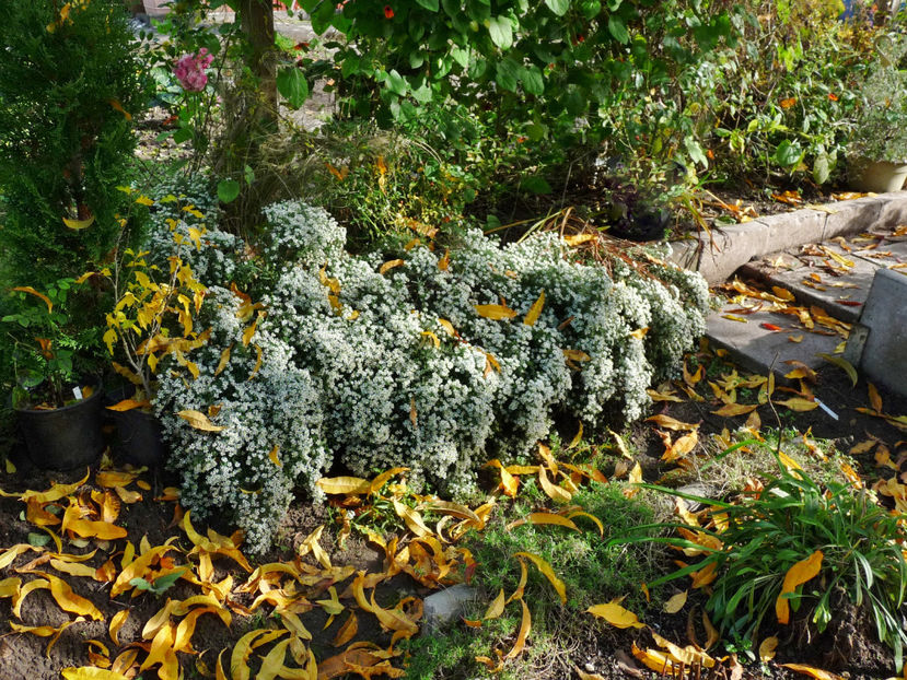  - 2022 - 03 - Toamna