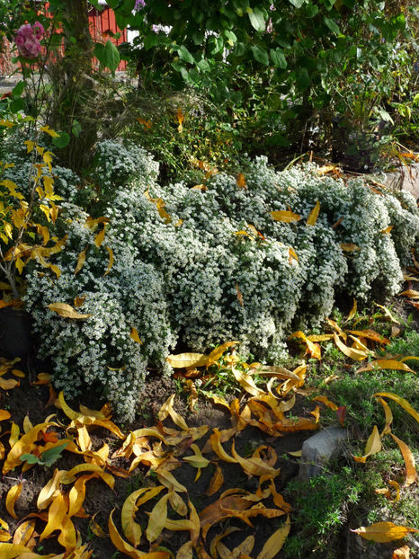  - 2022 - 03 - Toamna