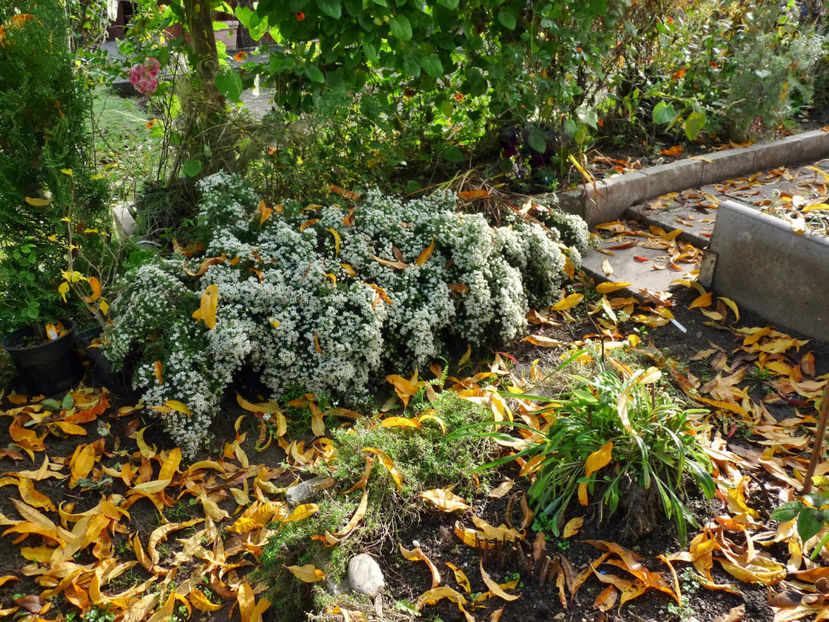  - 2022 - 03 - Toamna