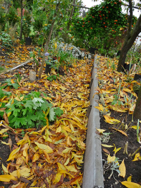  - 2022 - 03 - Toamna