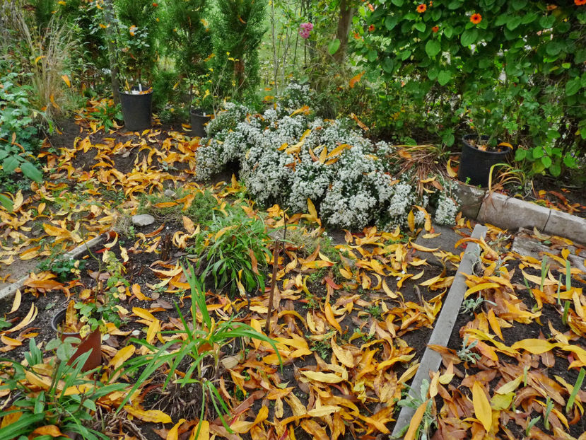  - 2022 - 03 - Toamna