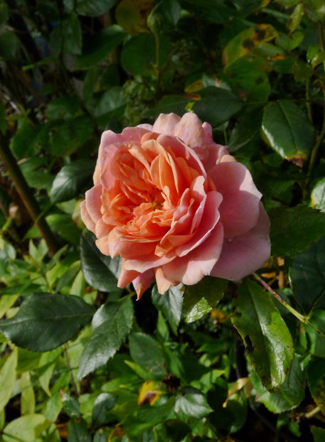  - 2022 - 03 - Toamna