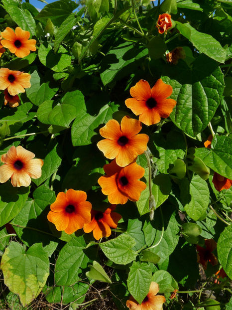  - 2022 - 03 - Toamna