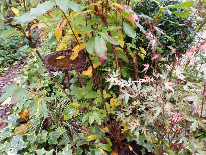 26.10.2022 - Grădina 2022 continuare 4