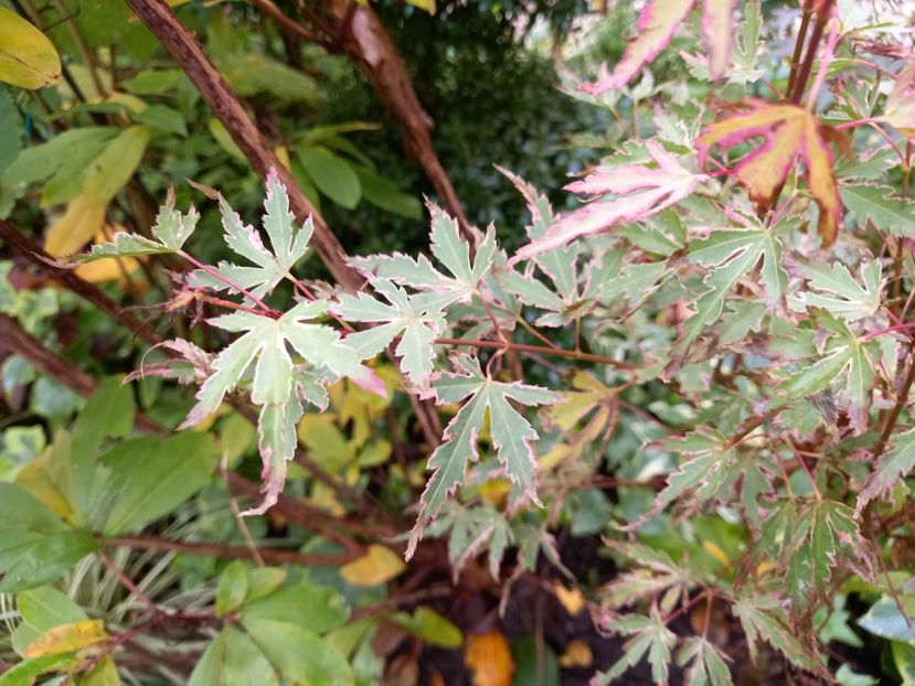 Acer Taylor - Grădina 2022 continuare 4