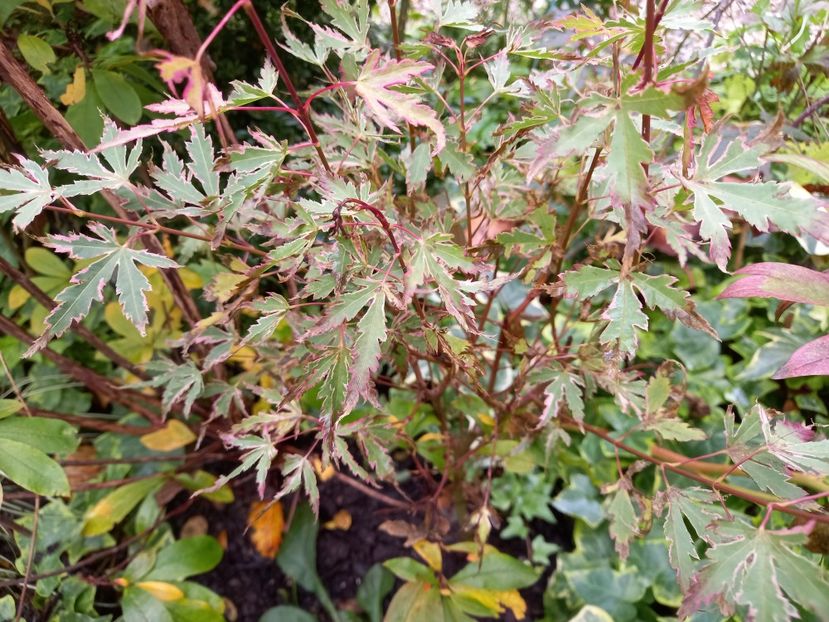 Acer Taylor - Grădina 2022 continuare 4