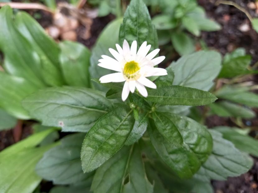  - Grădina 2022 continuare 4