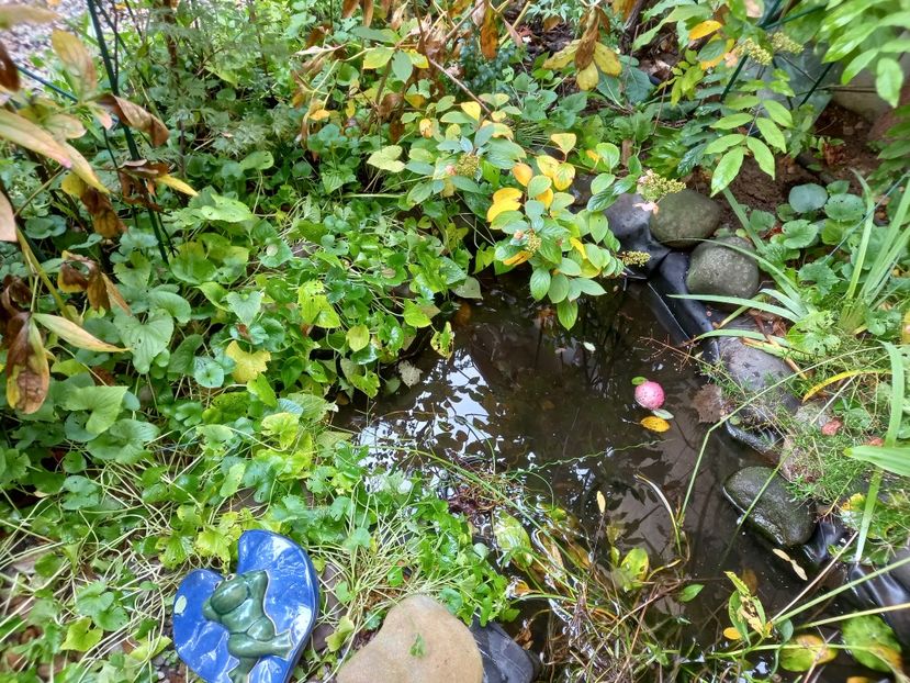  - Grădina 2022 continuare 4