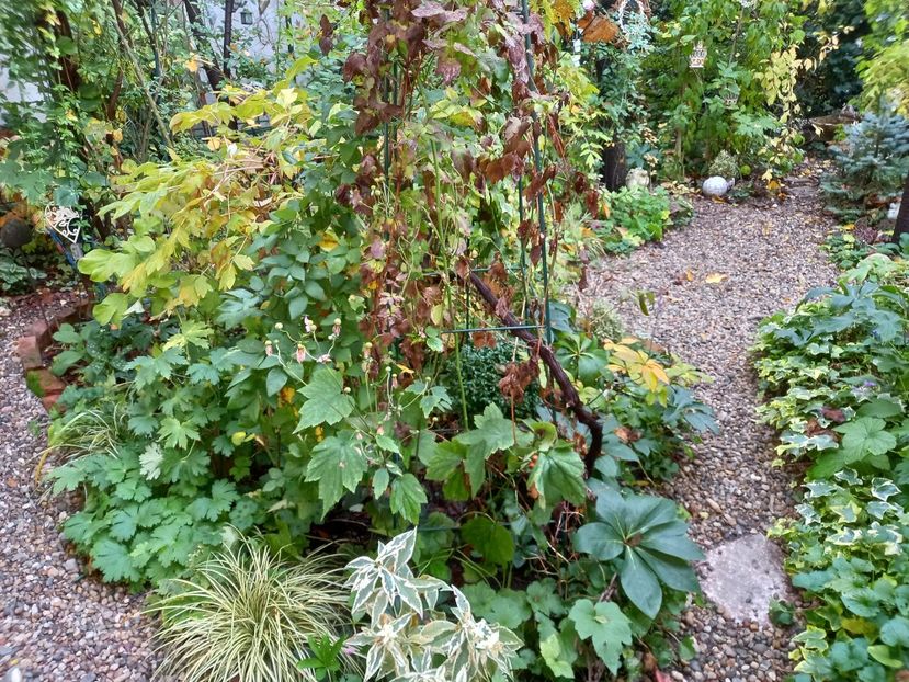  - Grădina 2022 continuare 4