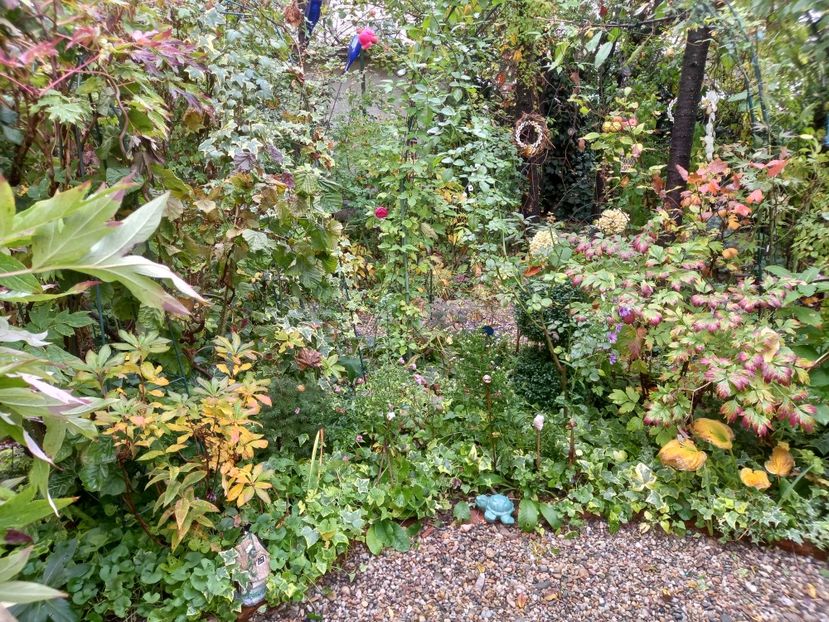  - Grădina 2022 continuare 4