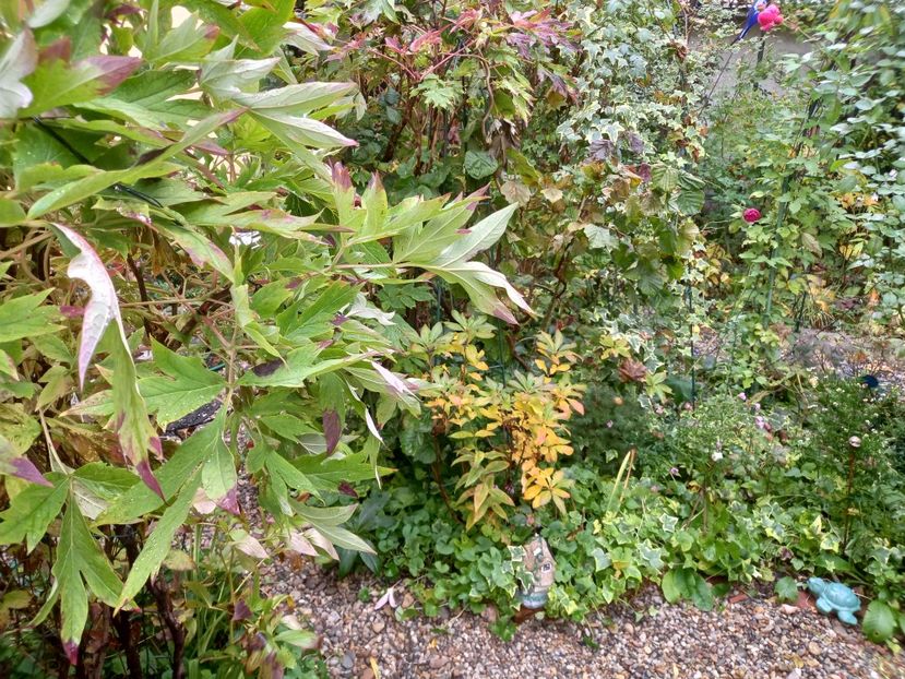  - Grădina 2022 continuare 4