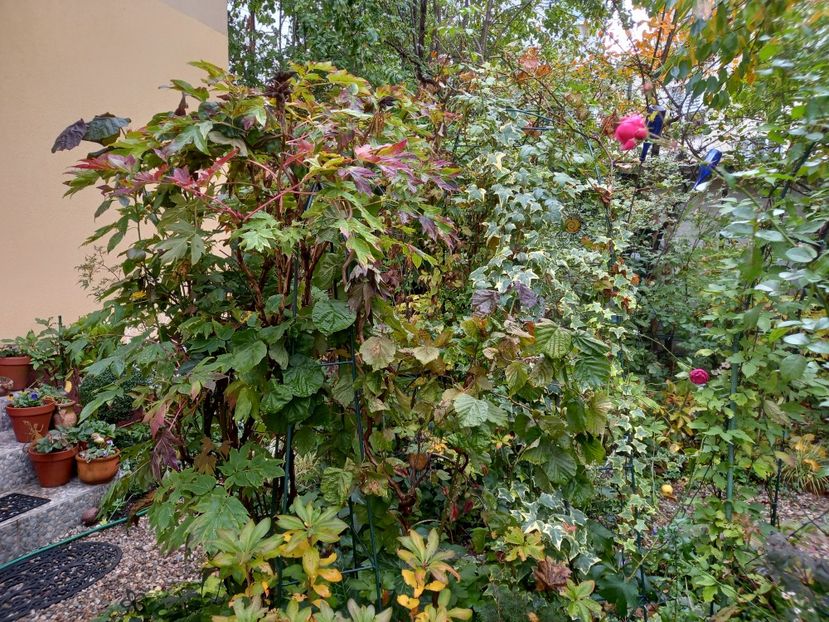  - Grădina 2022 continuare 4