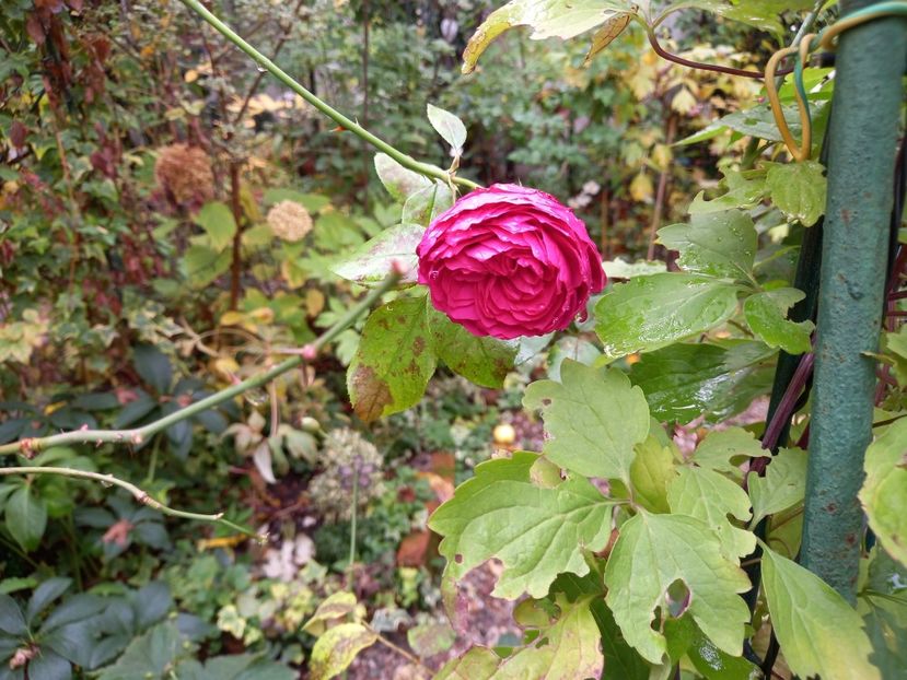  - Grădina 2022 continuare 4