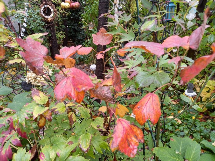 Coacăze roșii - Grădina 2022 continuare 4