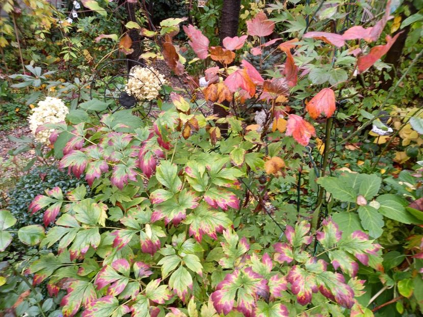  - Grădina 2022 continuare 4