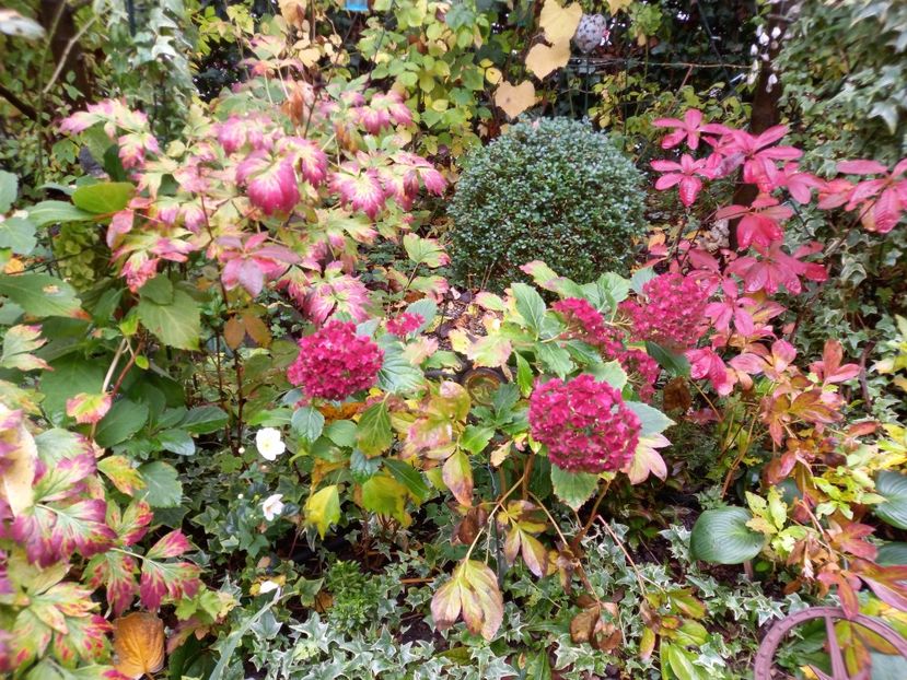  - Grădina 2022 continuare 4