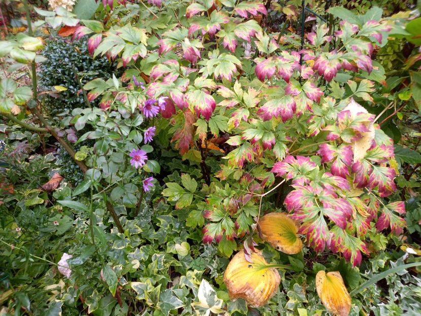  - Grădina 2022 continuare 4