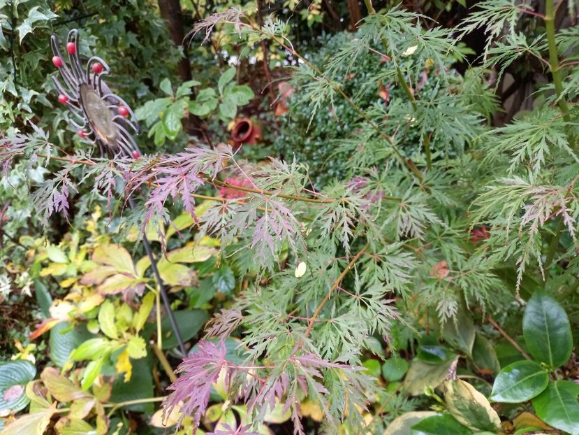 Acer Seiryu - Grădina 2022 continuare 4