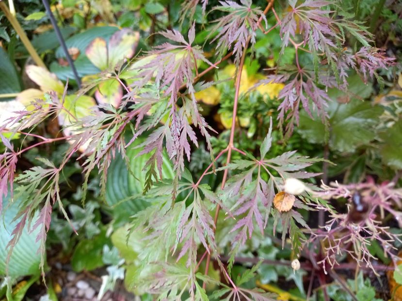 Acer Seiryu - Grădina 2022 continuare 4