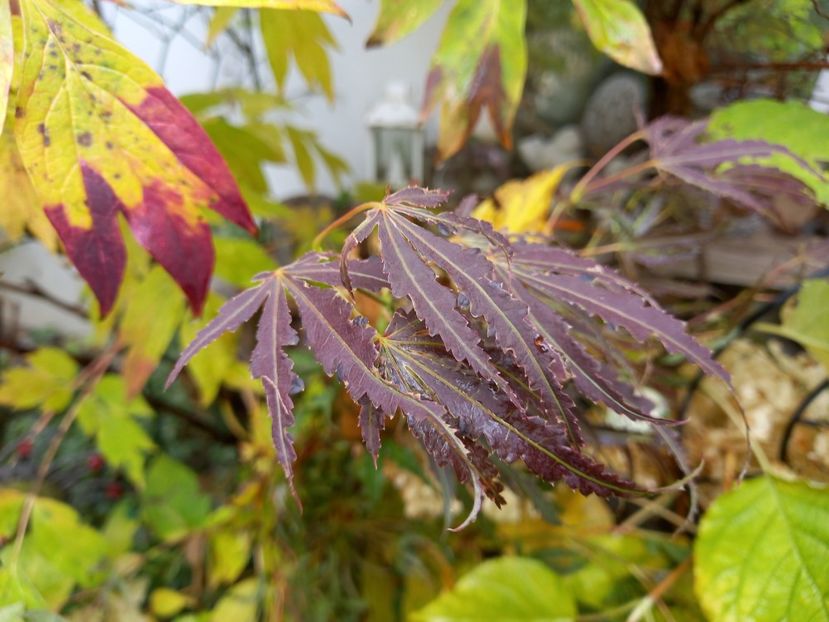 Acer Manyo No Sato - Grădina 2022 continuare 4