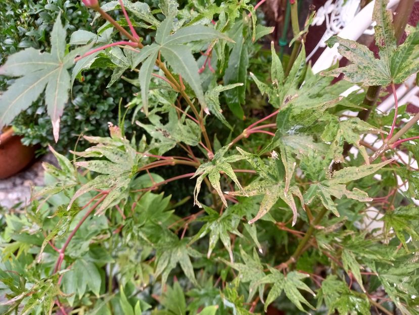 Acer Ukigumo - Grădina 2022 continuare 4