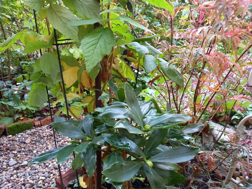  - Grădina 2022 continuare 4