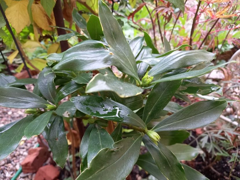 Daphne odorata aureomarginata - Grădina 2022 continuare 4