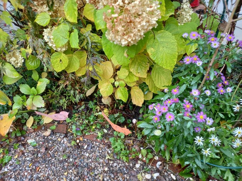  - Grădina 2022 continuare 4