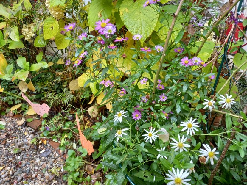  - Grădina 2022 continuare 4