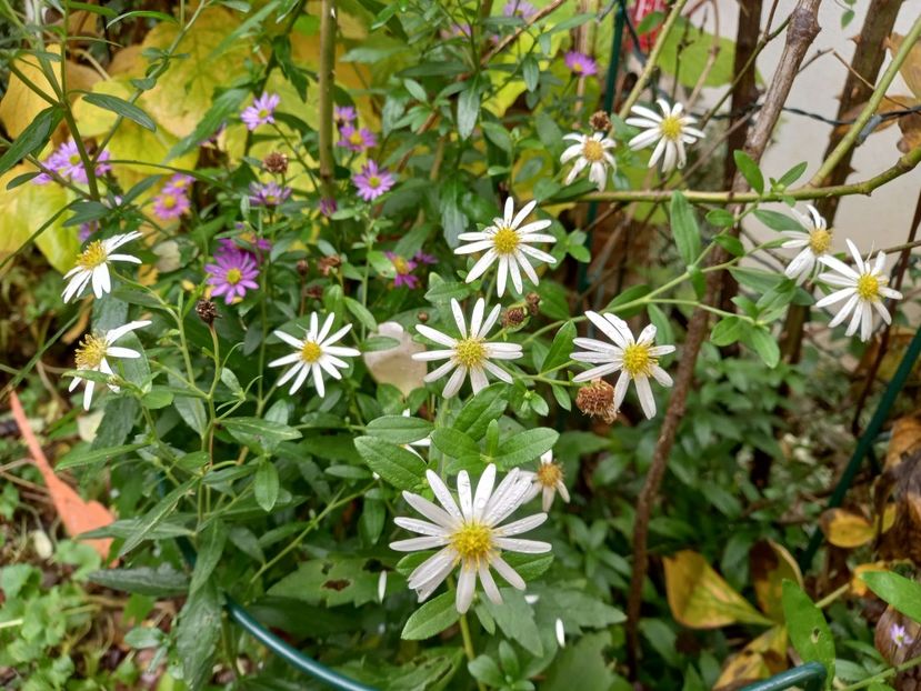  - Grădina 2022 continuare 4