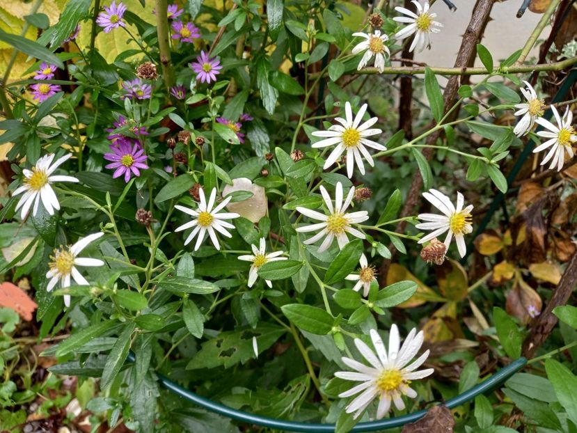  - Grădina 2022 continuare 4