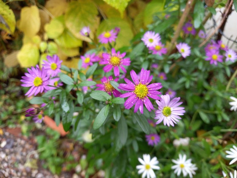  - Grădina 2022 continuare 4